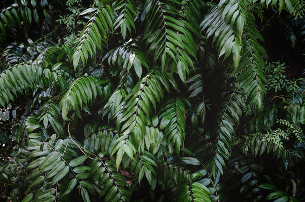 Fern leafs in deep green tone. - Photo, Image