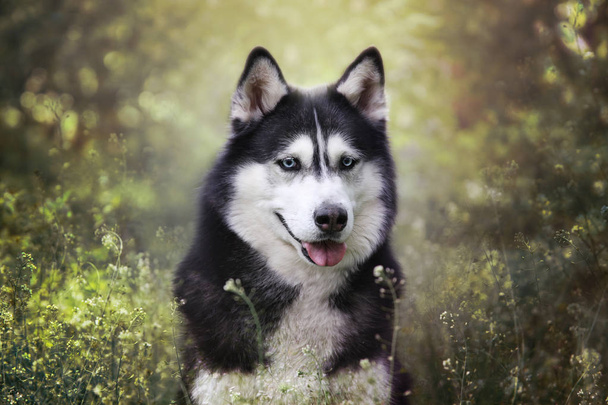 Bonito preto e branco blu olhos siberiano husky ao ar livre retrato. Cão saudável e feliz saindo de trela em um parque
.  - Foto, Imagem