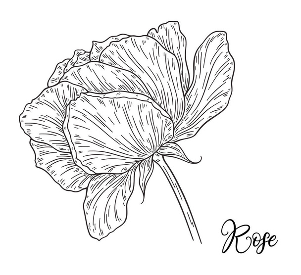 Rose flower hand drawn in lines. Black and white monochrome graphic doodle elements. Isolated vector illustration, template for design - Vektor, kép