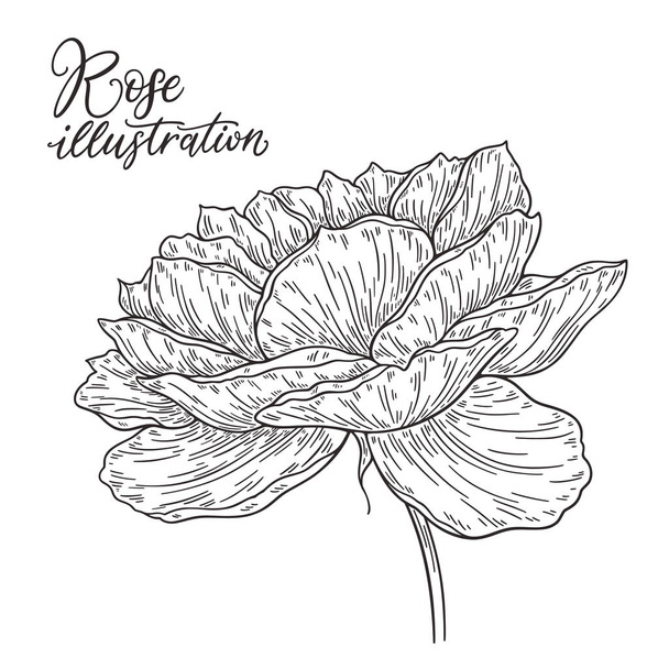 Rose flower hand drawn in lines. Black and white monochrome graphic doodle elements. Isolated vector illustration, template for design - Вектор, зображення
