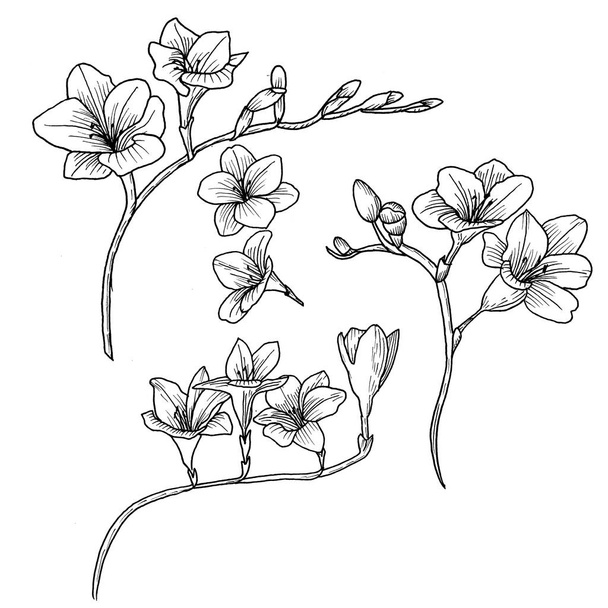 Botanical drawing. Sketch of flowers. - 写真・画像