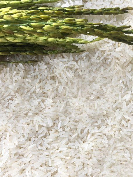Fresh Jasmine Rice of Thailand. - Photo, Image