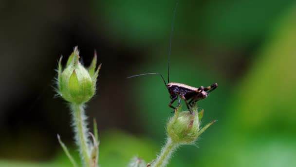 A little brown grasshopper on wild strawberry blood - Filmati, video