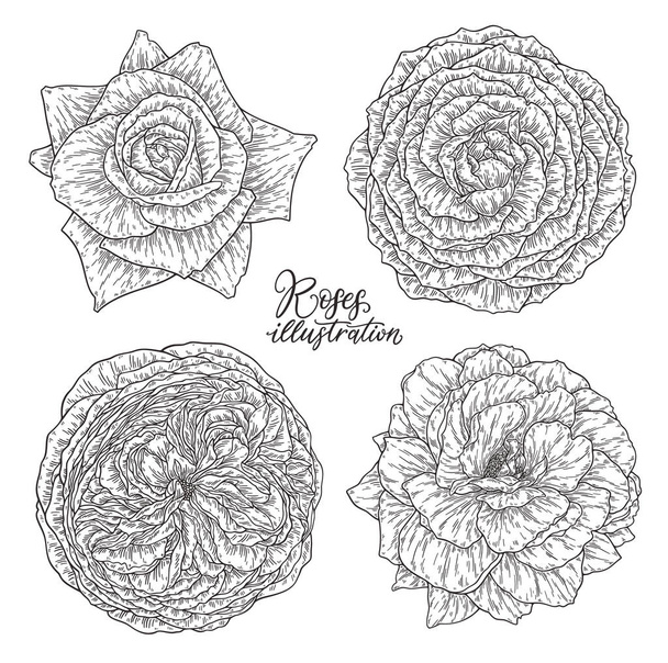 Rose flowers set hand drawn in lines. Black and white monochrome graphic doodle elements. Isolated vector illustration, template for design - ベクター画像