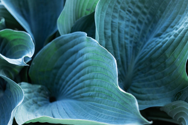 große grüne Blätter einer tropischen Pflanze, Hintergrund oder Textur - Foto, Bild