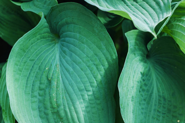 Hojas verdes grandes de una planta tropical, fondo o textura
 - Foto, imagen