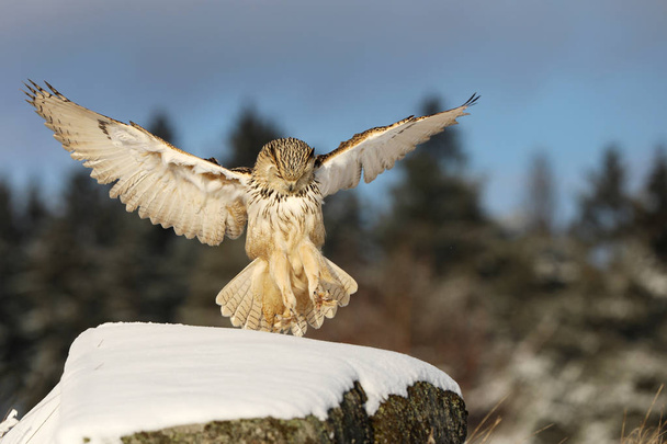 Восточно-Сибирская орлиная сова, Бубо бубо сибирикус, приземляющаяся на скалу со снегом
. - Фото, изображение