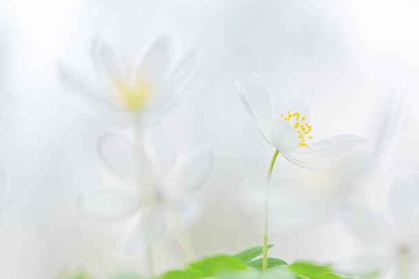 Early spring wild flowers, wood anemone. Flower background with copy space.  - Photo, Image