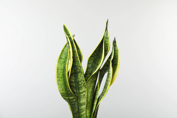 Beautiful sansevieria plant on white background. Home decor - Fotó, kép