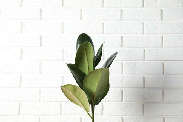 Beautiful rubber plant near brick wall. Home decor - Zdjęcie, obraz
