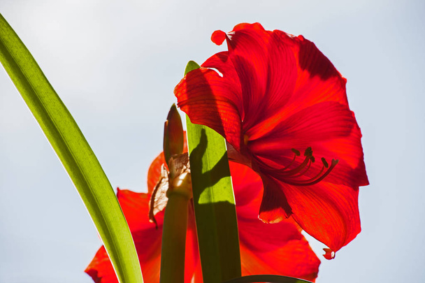 Red Amaryllis flower photographed against a pale blue sky - Photo, Image
