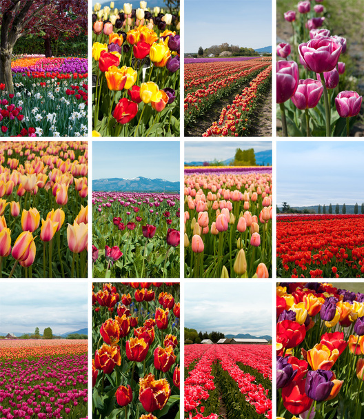 collage Tulipán de doce fotos
 - Foto, Imagen