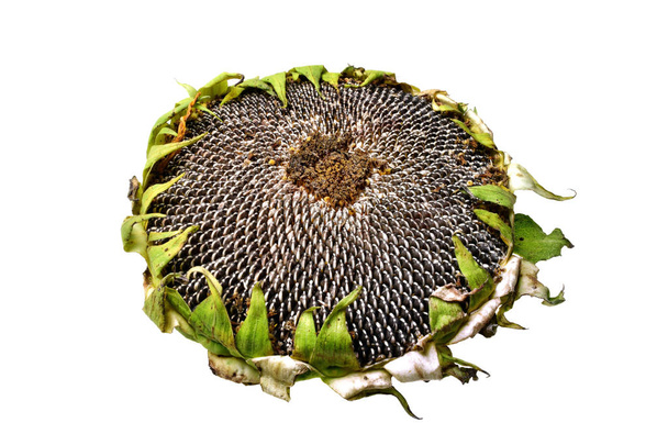 Taze olgun Ayçiçeği tohumları izole - Fotoğraf, Görsel