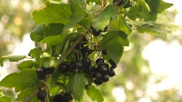 Oogsten van zwarte bessen. smakelijke berry op de tak. Tuin business. Close-up. zwarte rijpe sappige krenten in de tuin, een grote zoete BES BES. - Video