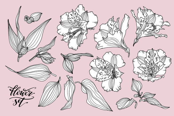 Vector collection of hand drawn plants. Botanical set of sketch flowers, leaves and branches. Alstroemeria hand drawn black and white set. - Vektor, Bild