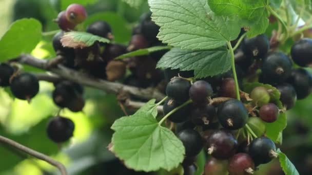 large sweet currant berry. Harvest blackcurrants. tasty berry on the branch. garden business. closeup. black ripe juicy currants in the garden. - Footage, Video