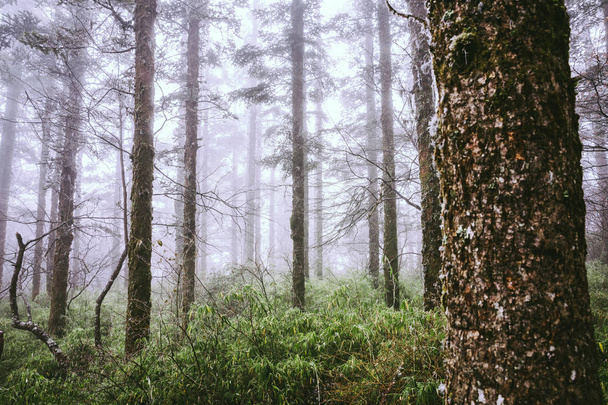 pine trees in fog on mountain - Photo, Image