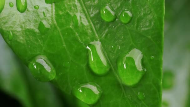 Drops of water on the leaf - Footage, Video
