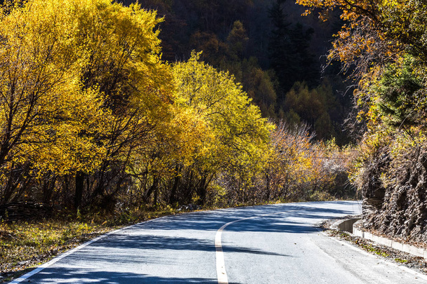 road through forest in fall - Foto, Bild