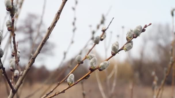 A close-up of a willow blossom, willow katkins, selective focus, Easter background or concept. Spring branches willow seals. Spring buds on the willow tree. - Footage, Video