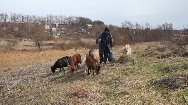 Um velho com roupas sujas vem do pasto para sua casa com um rebanho de suas próprias cabras contra o pano de fundo da natureza murcha.
. - Filmagem, Vídeo