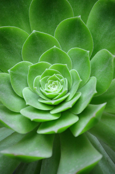 close up of succulent plant vectical composition - Foto, afbeelding