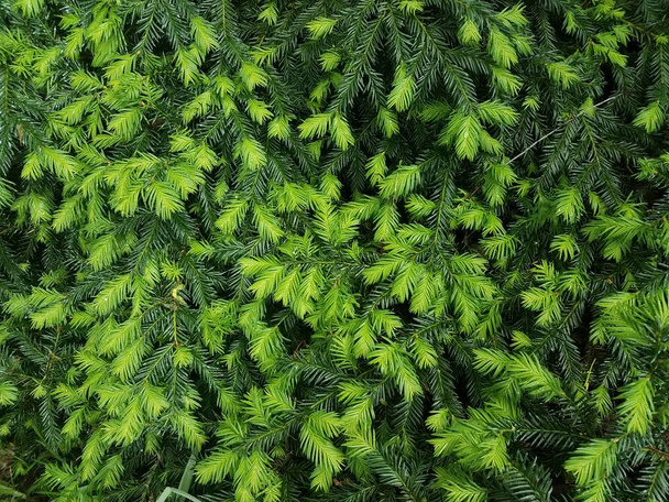 agujas de pino verde claro y oscuro en el arbusto
 - Foto, imagen