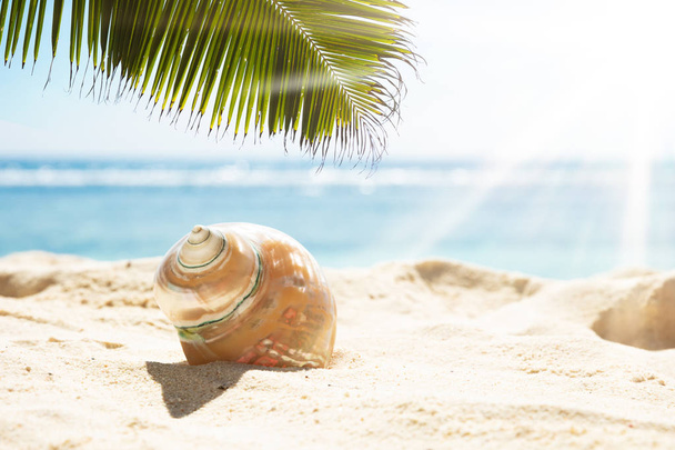 Palm Leaves Over The Conch Seashell On Sand In Sunlight At Beach - Foto, Imagen