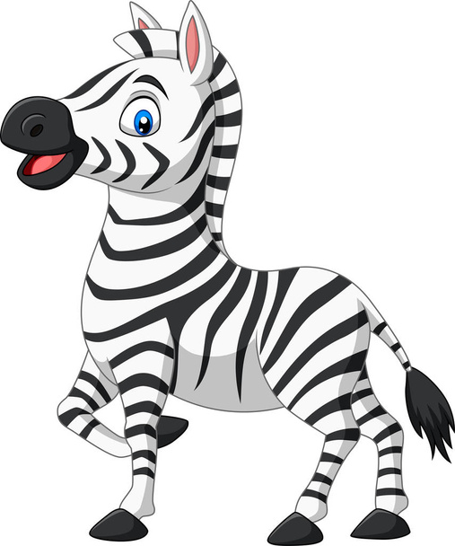 Vector illustration of Cute baby zebra posing isolated on white background - Вектор,изображение