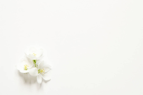 Složení květin. Vzorek udělal bílé a růžové květiny s prostorem pro text na bílém papíře. Maketa. Pohled shora. -Obrázek  - Fotografie, Obrázek