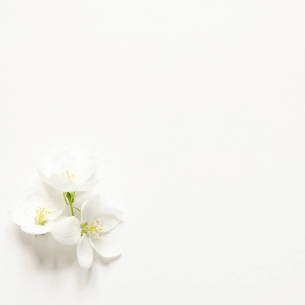 Composición de flores. Patrón hecho de flores blancas y rosadas con espacio para texto sobre papel blanco. Burlarse. Vista desde arriba. - Imagen
  - Foto, Imagen