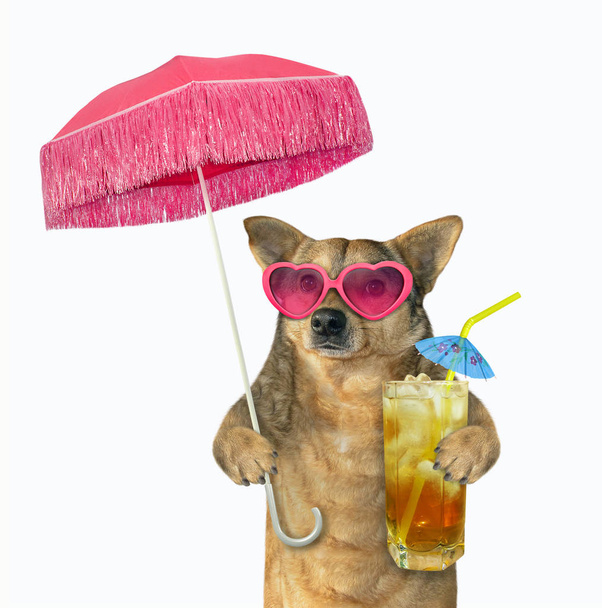 Собака пьет холодный чай под зонтиком
 - Фото, изображение