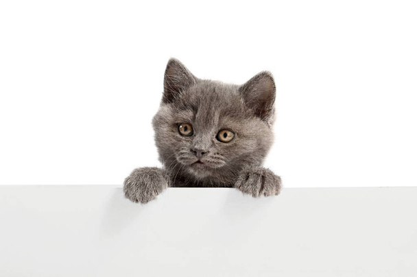 Aranyos vicces cica, üres poszter fehér alapon - Fotó, kép