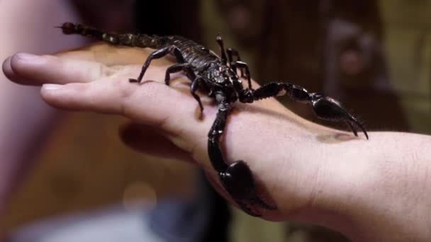 Zwarte Scorpion zittend op de hand. Actie. Close-up van grote zwarte Scorpion op Mans arm. Moed om gevaarlijke Schorpioen op je hand te houden - Video
