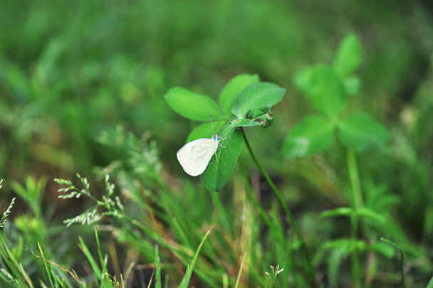 Η λευκή πεταλούδα στο γρασίδι γυρίσματα της μακροεντολής - Φωτογραφία, εικόνα
