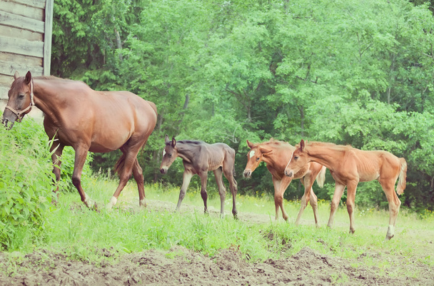 three little foals with mom - Foto, immagini