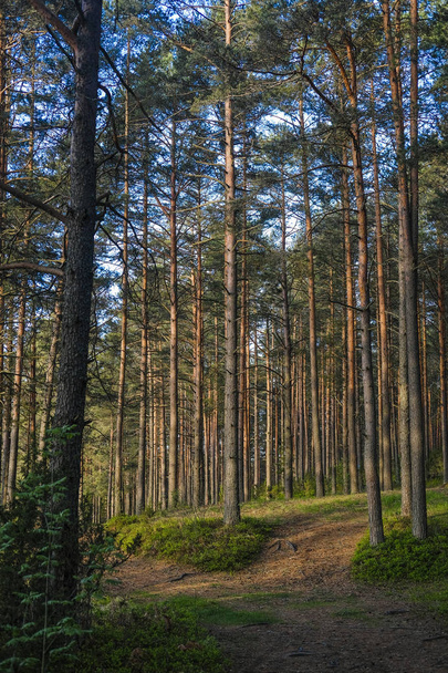 Landscape with the image of forest  - Zdjęcie, obraz