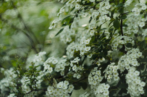 Λευκά λουλούδια από αράχνες. Λευκά όμορφα άνθη του Reeves spirea (Spiraea cantoniensis). Μαλακή εστίαση, vintage πλάνο.  - Φωτογραφία, εικόνα
