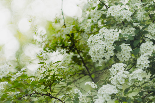 Λευκά λουλούδια από αράχνες. Λευκά όμορφα άνθη του Reeves spirea (Spiraea cantoniensis). Μαλακή εστίαση, vintage πλάνο.  - Φωτογραφία, εικόνα