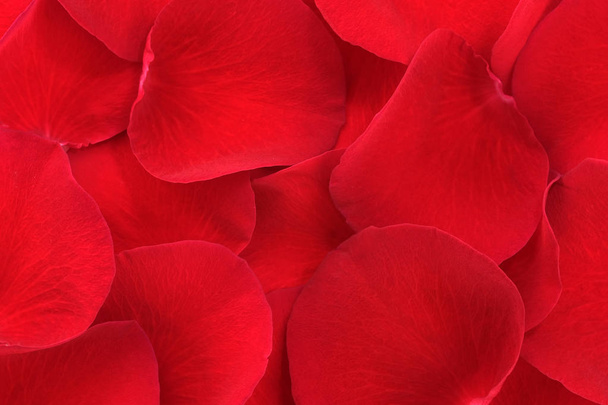 Fondo floral rojo sólido
  - Foto, Imagen