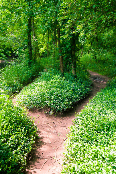 voetpad in zomer groen bos - Foto, afbeelding