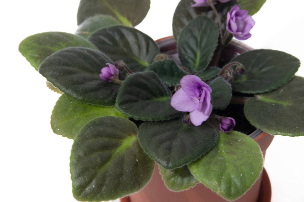 Home violetti kukka eristetty valkoisella pohjalla. Violetti kukinta. Kukka kukkii kotona. Monivuotinen. Eristetty tausta
 - Valokuva, kuva