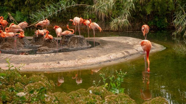 Groupe de flamencos roses dans un zoo
. - Photo, image