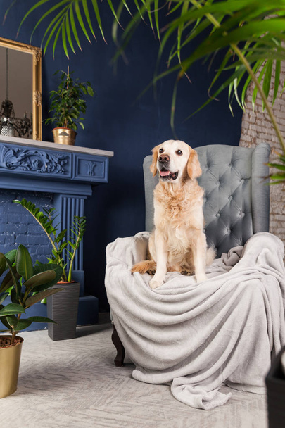 Happy golden retriever puppy dog on gray armchair in luxury house or hotel lobby. Green plants near blue brick fairplace in living room. Art deco interior apartments. Pets friendly concept. - 写真・画像