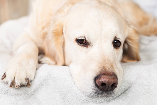 Adorable Golden Retriever Dog Nap on Light Pastel Gray Scandinavian Textile Decorative Coat.  Pets care and friendly concept. - Fotografie, Obrázek