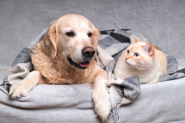 Happy young golden retriever dog and cute mixed breed ginger cat under cozy tartan plaid. Animals warms under black and white blanket in cold winter weather. Friendship of pets. Pets care concept. - Фото, изображение