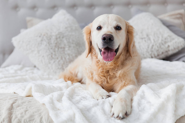 Happy smiling golden retriever puppy dog in luxurious bright colors classic eclectic style bedroom with king-size bed and bedside table. Pets friendly  hotel or home room. - Zdjęcie, obraz