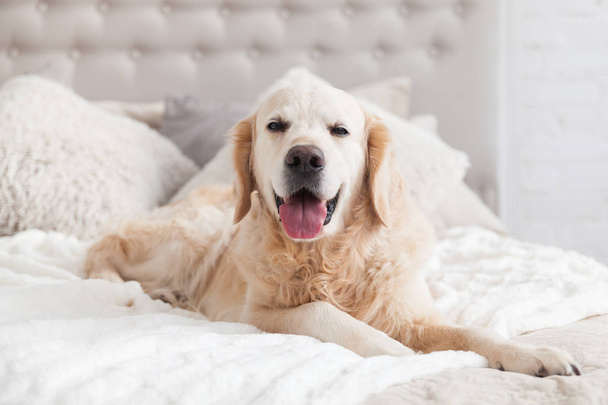 Happy smiling golden retriever puppy dog in luxurious bright colors classic eclectic style bedroom with king-size bed and bedside table. Pets friendly  hotel or home room. - Fotoğraf, Görsel