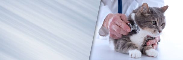 Veterinario che esamina un gatto. banner panoramico
 - Foto, immagini