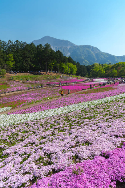 Paisaje del colorido Shiba Sakura (Phlox Subulata, musgo rosado) Florece en primavera en el Parque Hitsujiyama con el Monte Buko de fondo, ciudad de Chichibu, Prefectura de Saitama, Japón
 - Foto, Imagen